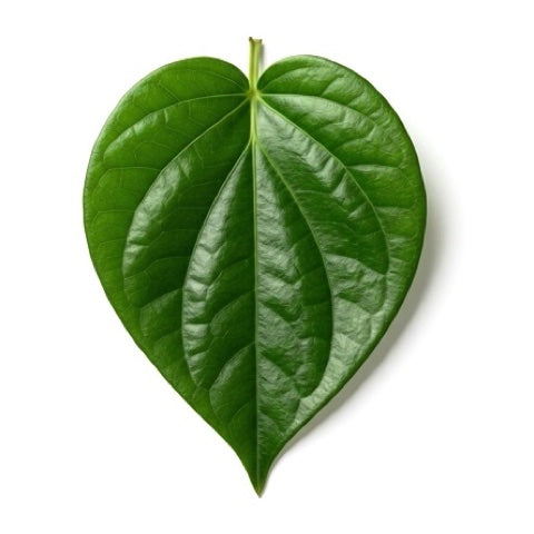 Calcutta paan leaf